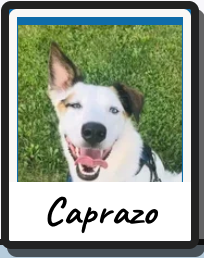 Caprazo retrato